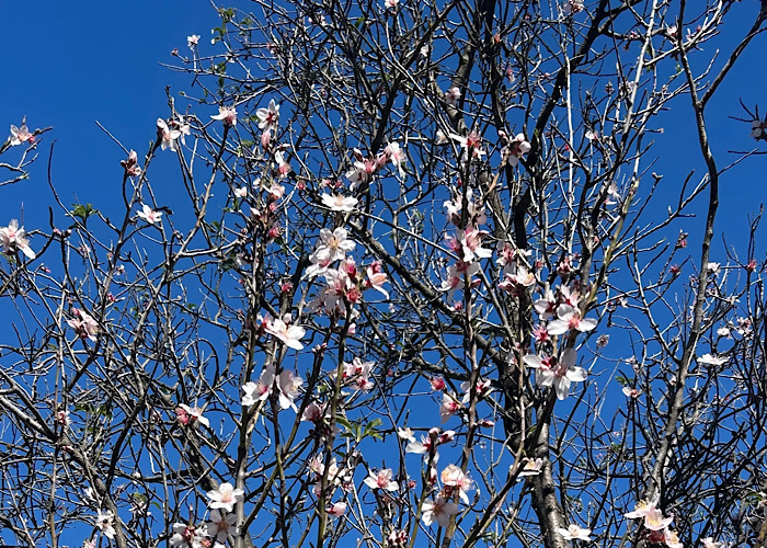 Fra Mandelblomstringsturen 4. februar