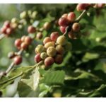 Opplevelsestur til Agaete 3. desember