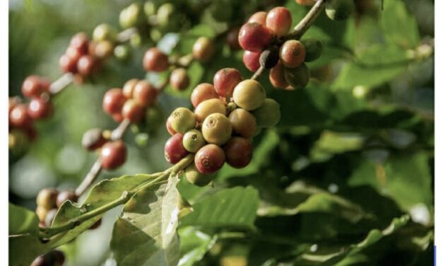 Opplevelsestur til Agaete 3. desember