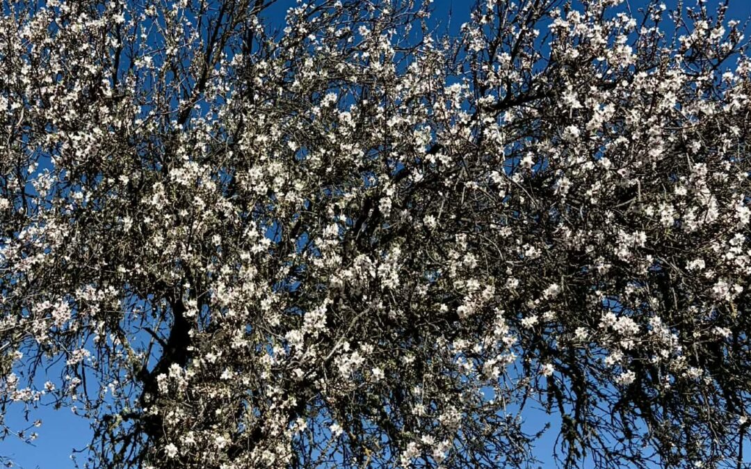 Inntrykk fra mandelblomstringstur 5. februar