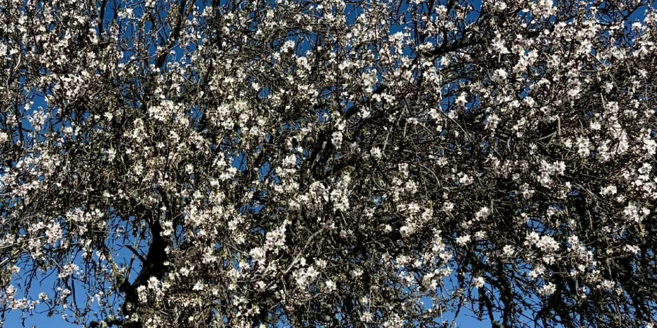 Inntrykk fra mandelblomstringstur 5. februar