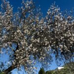 Inntrykk fra mandelblomstringstur 5. februar