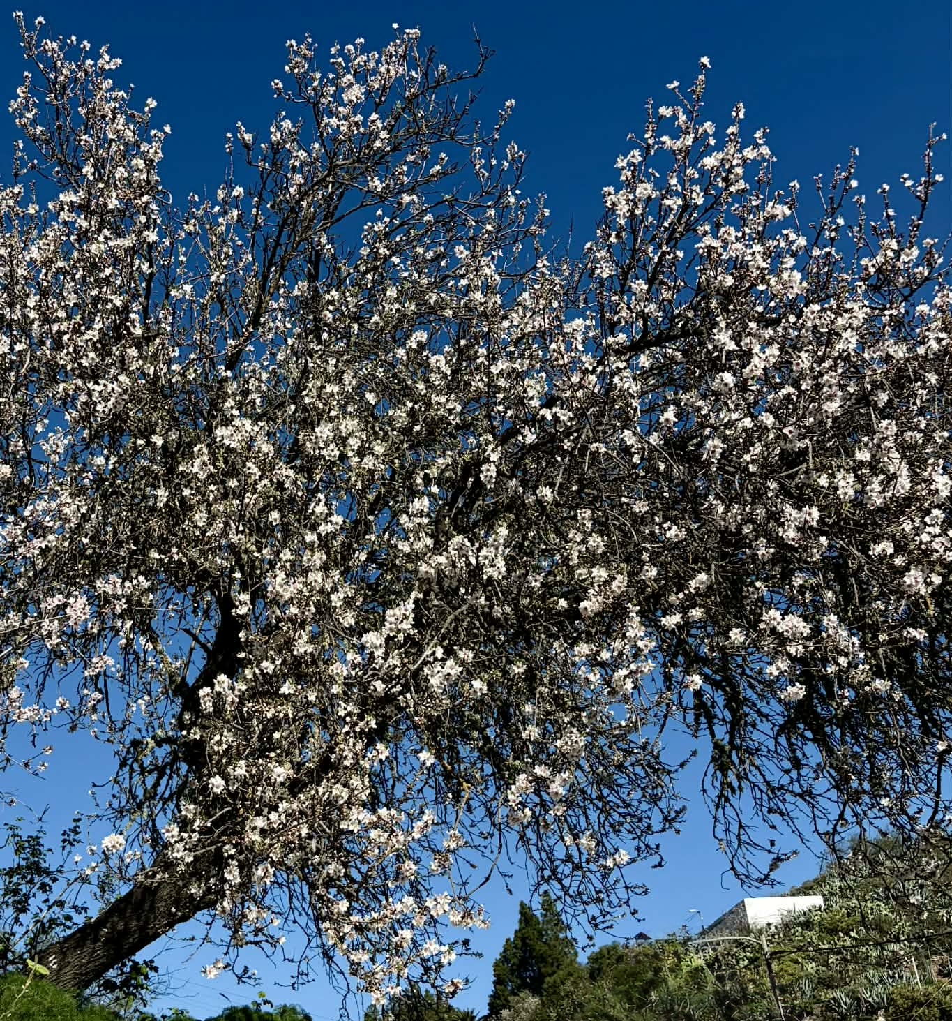 Inntrykk fra mandelblomstringstur 5. februar